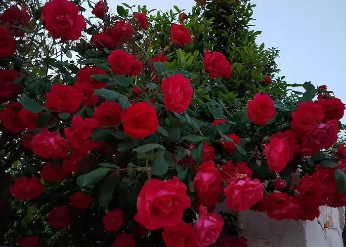 M&a Relax Vakantiehuis